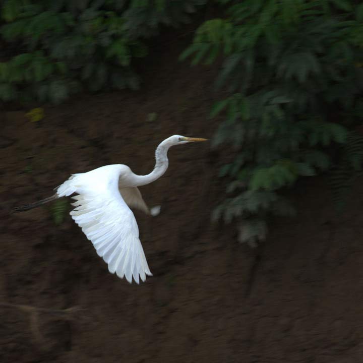 Great-White-Egret-in-fligh-sq