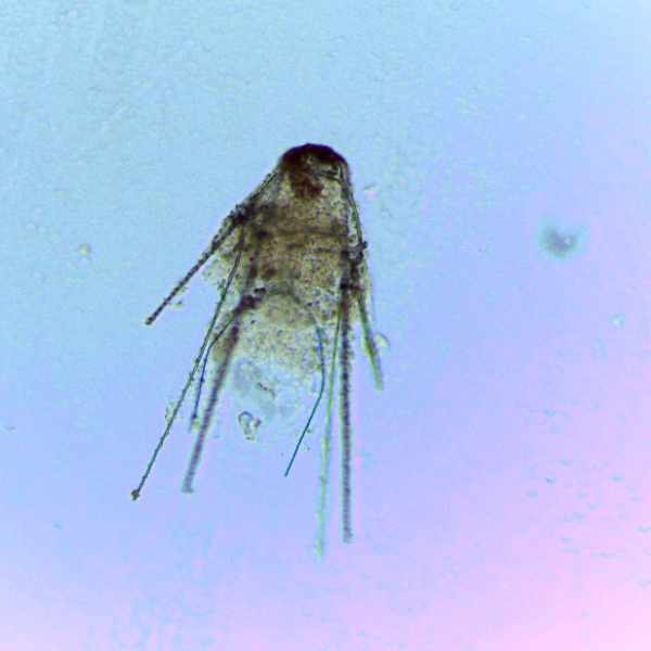 plankton03